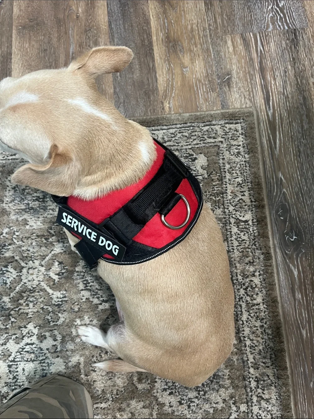 Service dog harness sz Med for 25 - 30 lb dog adjustable harness